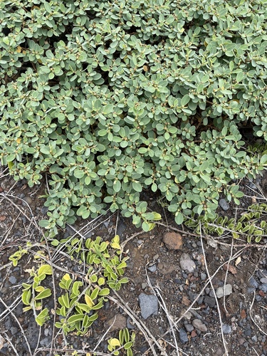 Euphorbia celastroides observed 2025-04-04