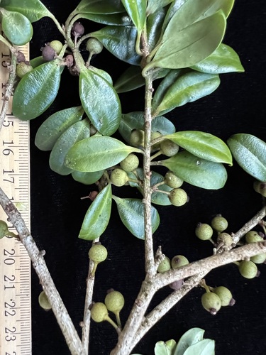 Myrsine alyxifolia