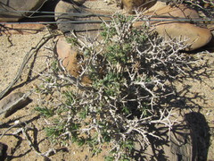Pteronia villosa