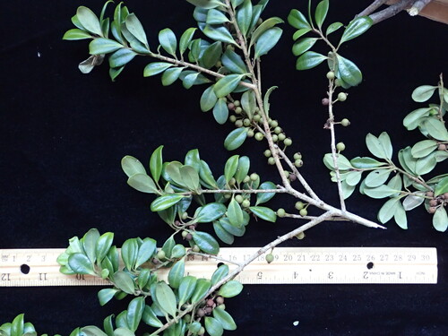 Myrsine alyxifolia