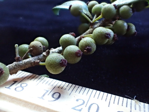 Myrsine alyxifolia