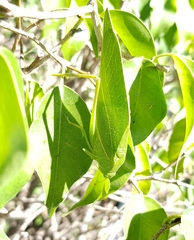 Microcentrum marginatum