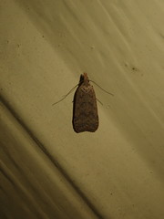 Dichomeris ventrellus