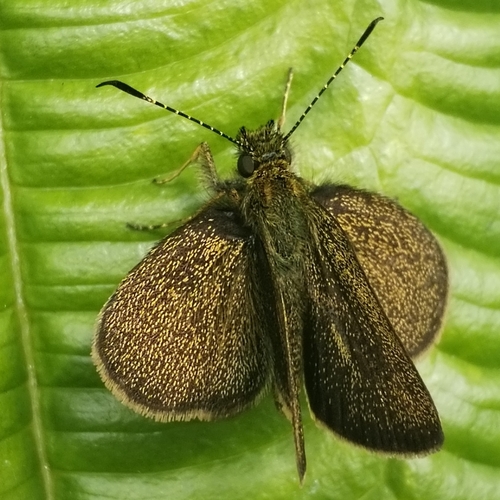 Mnasitheus spangla