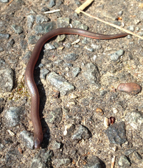 Carphophis amoenus amoenus