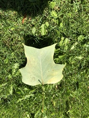 Liriodendron tulipifera