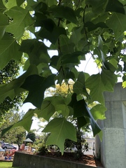 Liriodendron tulipifera