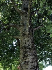 Liriodendron tulipifera
