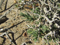 Pteronia villosa