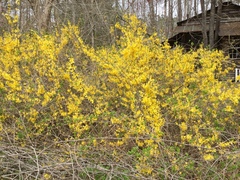 Forsythia × intermedia