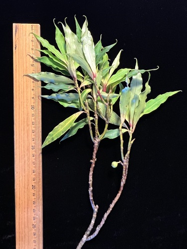 Myrsine cirrhosa