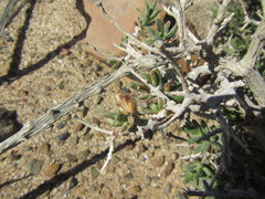 Pteronia villosa