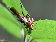 Eutolmus rufibarbis