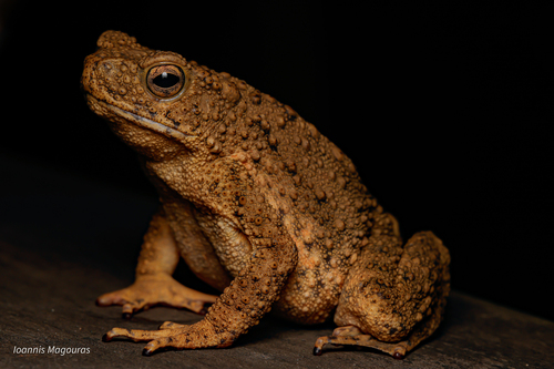 Java Toad