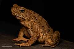 Asian Giant Toad photo 2