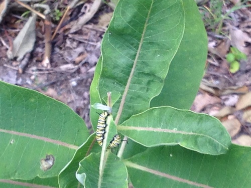 Monarch photographed in Rhode Island