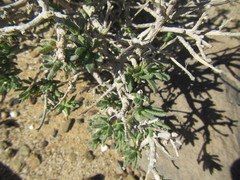 Pteronia villosa
