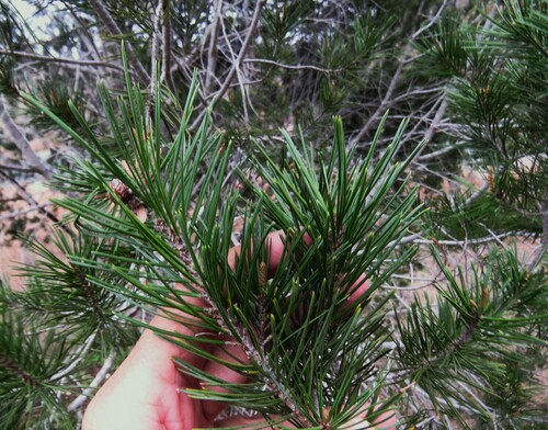 papershell pinyon (Pinus remota)