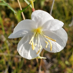 Oenothera nuttallii