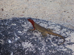 Microlophus delanonis