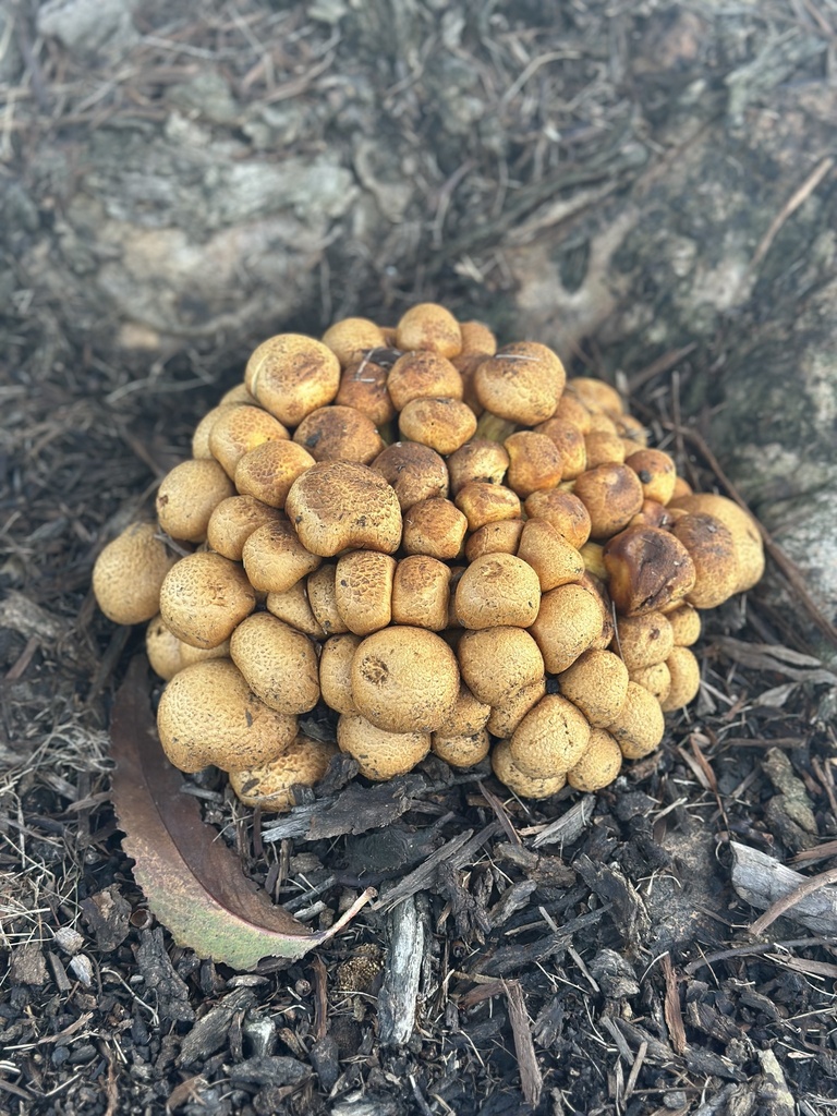 Gymnopilus junonius · April 2025 · photo: © marmalade101 (iNaturalist, cc0)