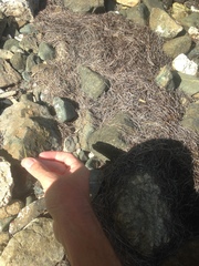 Syringodium filiforme