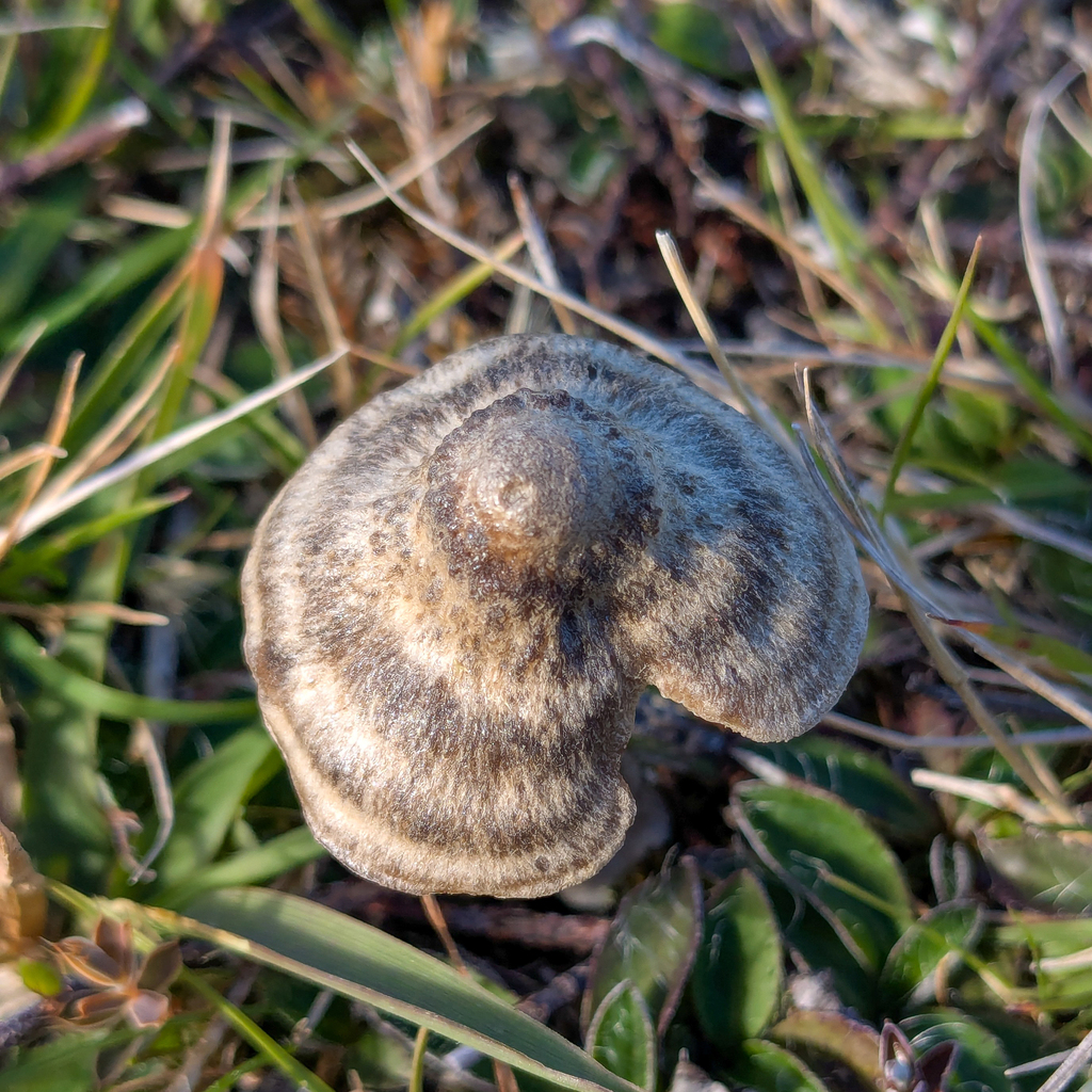 Entoloma perzonatum · March 2025 · photo: © dustinarachnophile (iNaturalist, cc-by)