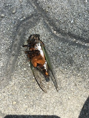 Cryptotympana facialis