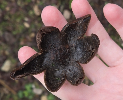 iNaturalist observation photo of Barometer Earthstars