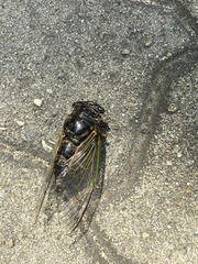 Cryptotympana facialis