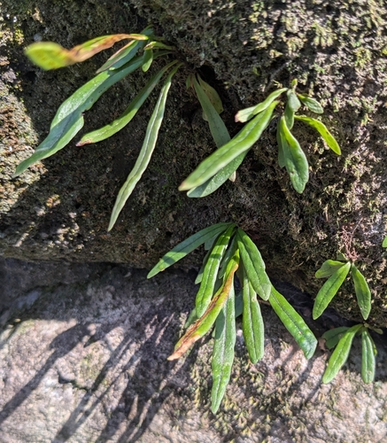 Image of Weeping Fern (Lepisorus thunbergianus) by (c) mami_t_t, some rights reserved (CC BY)
