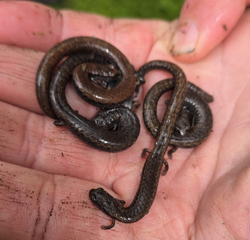 iNaturalist observation photo of California Slender Salamander