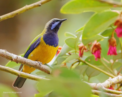 Orange-bellied Leafbird (Chloropsis hardwickii), photo 2