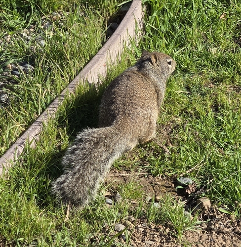iNaturalist observation photo of California Ground Squirrel
