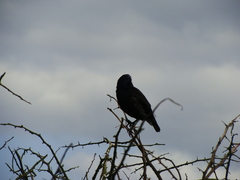 Geospiza conirostris