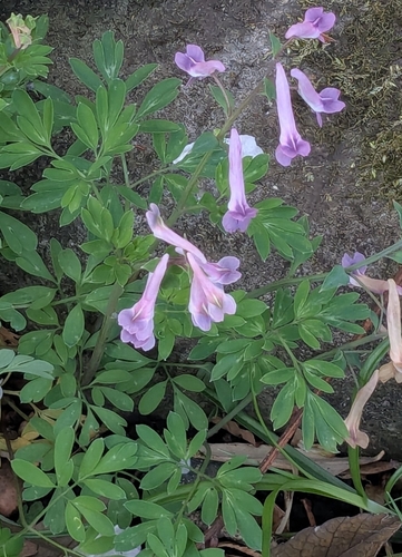 Image of Corydalis decumbens by (c) mami_t_t, some rights reserved (CC BY)