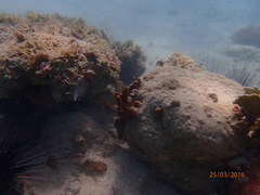Epinephelus striatus