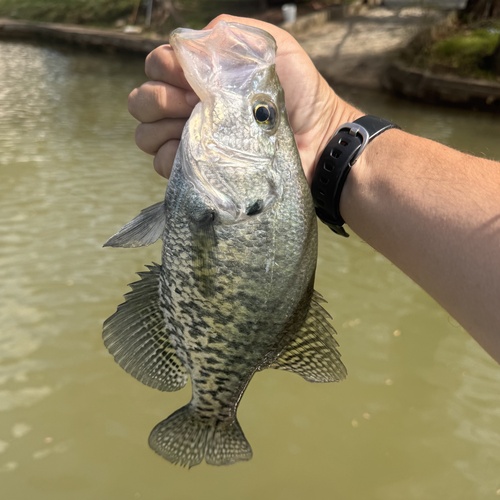 White crappie (Pomoxis annularis) — Centrarchidae