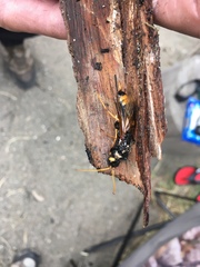 Urocerus flavicornis