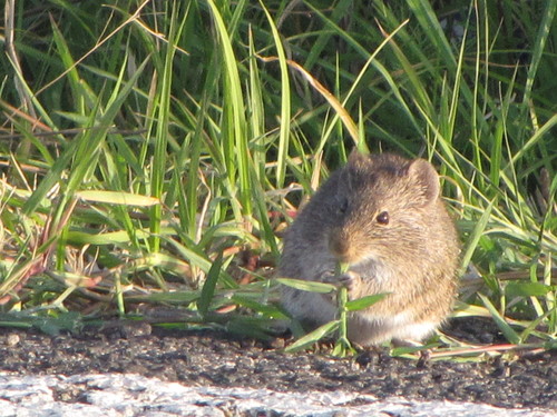 Jaliscan cotton rat