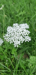 Pimpinella