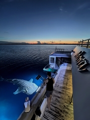 Whale shark