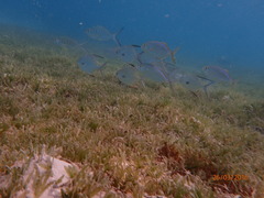 Trachinotus goodei