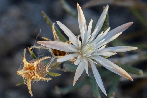 Gypsum Blazingstar (Mentzelia humilis)
