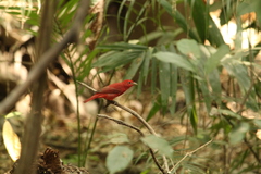 Piranga rubra