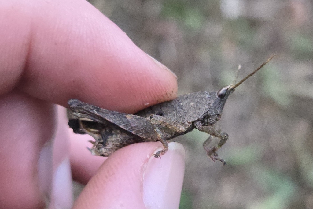 Xyronotus hubbelli