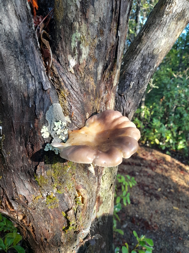 Pleurotus australis · April 2025 · photo: © mphnz (iNaturalist, cc0)