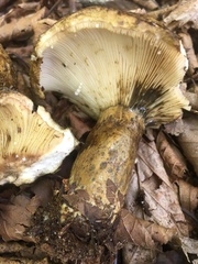 Lactarius sordidus