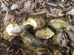 Lactarius sordidus