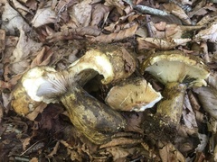 Lactarius sordidus